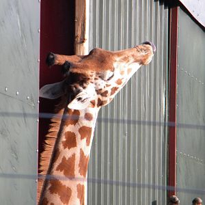 Female Peralta Giraffe Katoumi.