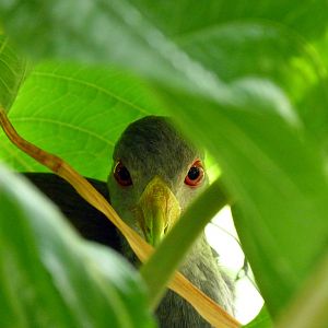 3rd Place Winner - Gray Necked Woodrail