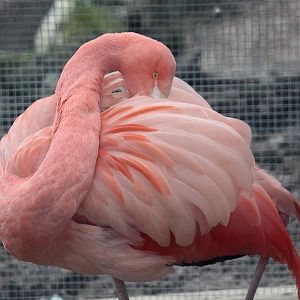 Flamingo