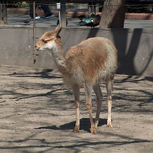 young vicuña Buenos Aires Zoo 2007