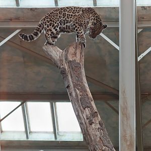 Call the Fire Brigade - Spirit of the Jaguar - 22/01/2011