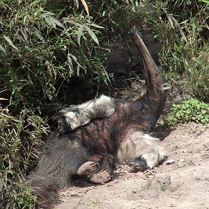 female great anteater buenos aires zoo 2007