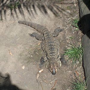 tegu buenos aires zoo 2007