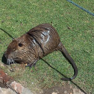 nutria  or coypu buenos aires zoo 2007