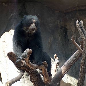 andean bear buenos aires zoo 2007