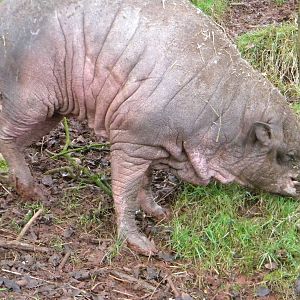Sulawesi Babirusa.