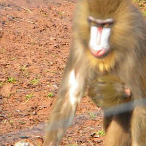 Mandrill.