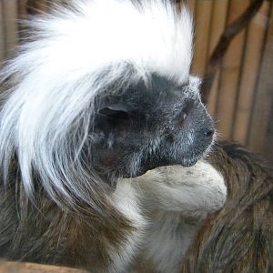 Cotton Top Tamarin.