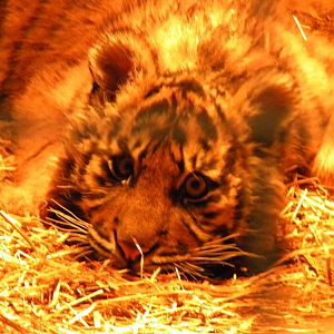 Kadi Female Sumatran Tiger Cub.