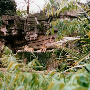 Lion exhibit May 1998