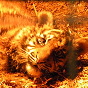 Kadi Female Sumatran Tiger Cub.