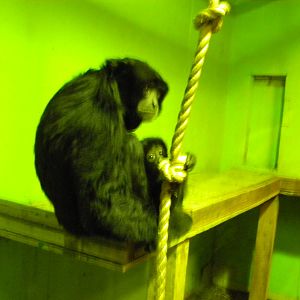 Siamang and Baby.