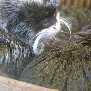 Emperor Tamarin.