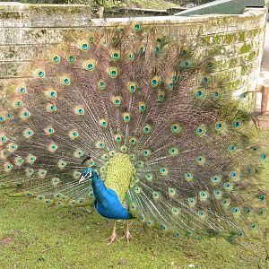 Indian Peacock.