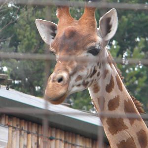 Peralta Giraffe Katoumi.