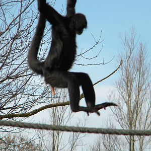 Colombian Spider Monkey.