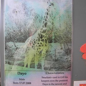 Male Dayo Giraffe Sign.