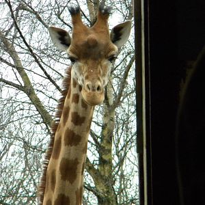 Katoumi-Peralta Giraffe.