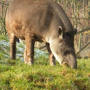 Brazilian Tapir.