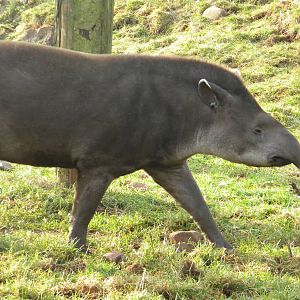 Lowland Tapir.