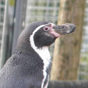 Humboldt Penguin.