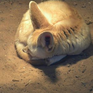 Fennec Fox.