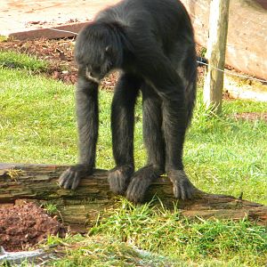 Black Spider Monkey.