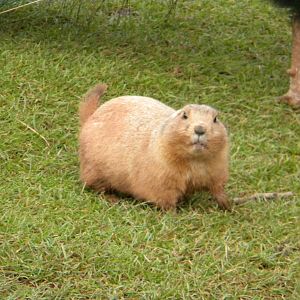 Prarie Marmot.