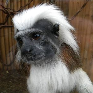 Cotton Top Tamarin.