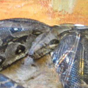Boa Constrictor.