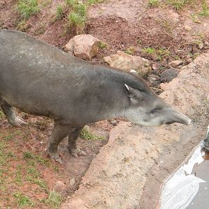 Brazilian Tapir.