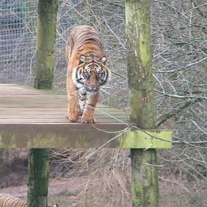 Sumatran Tiger Alisha.