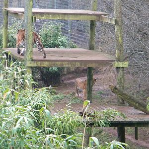 Sumatran Tiger's Alisha and Padang.