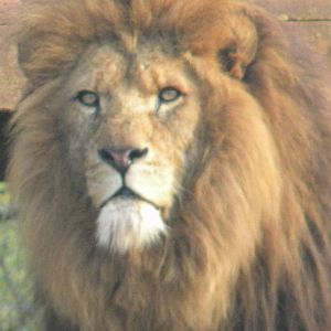 African Lion Shikar.