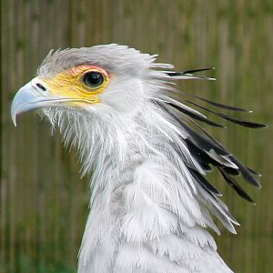 Sagittarius serpentarius / Secretary Bird