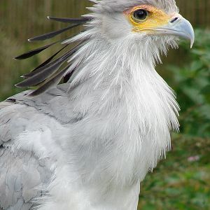 Sagittarius serpentarius / Secretary Bird