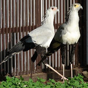 Sagittarius serpentarius / Secretary Bird