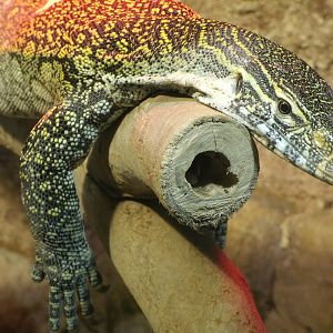 Mixed images of different animals at Mediterraneo Marine Park, Malta