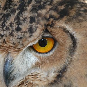 Mixed images of different animals at Mediterraneo Marine Park, Malta