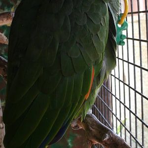 Mixed images of different animals at Mediterraneo Marine Park, Malta