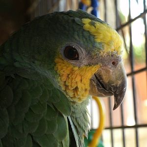 Mixed images of different animals at Mediterraneo Marine Park, Malta