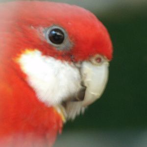 Mixed images of different animals at Mediterraneo Marine Park, Malta