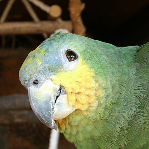 Mixed images of different animals at Mediterraneo Marine Park, Malta