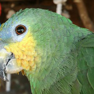 Mixed images of different animals at Mediterraneo Marine Park, Malta