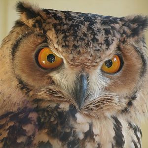 Mixed images of different animals at Mediterraneo Marine Park, Malta