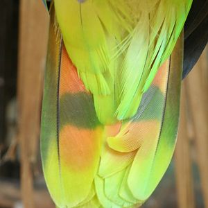 Mixed images of different animals at Mediterraneo Marine Park, Malta