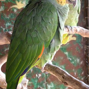 Mixed images of different animals at Mediterraneo Marine Park, Malta