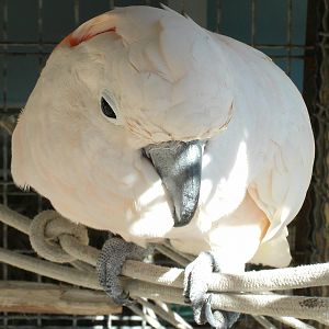 Mixed images of different animals at Mediterraneo Marine Park, Malta