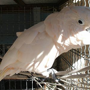 Mixed images of different animals at Mediterraneo Marine Park, Malta