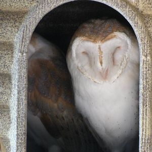 Mixed images of different animals at Mediterraneo Marine Park, Malta